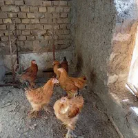 مرغ و خروس برهما