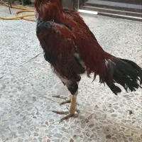 مرغ