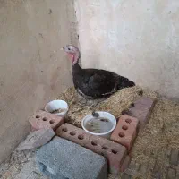 بوقلمون همراه جوجه