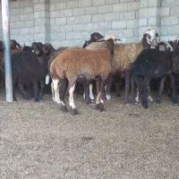 ۷۵ راس بره ماده داشتی