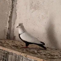 دم سیاه میولمنز ابلغ