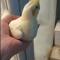 عروس هلندی ماده بالغ