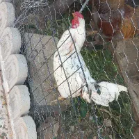 خروس