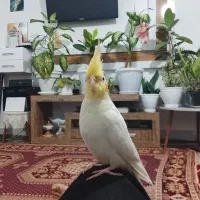 عروس هلندی جفت قشنگ