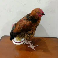 مرغ و‌خروس