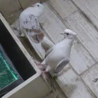 عتیقه