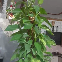 گلها