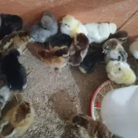 جوجه ۷ روزه درجه یک کاکلی لهستانی