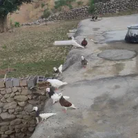 طوقی|پرنده|مشهد, قائم|دیوار