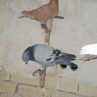 زرد ماده قلدور پرشی هم تخم جوجه .به شرط