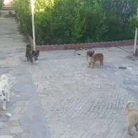 چهار عدد سگ پاکوتاه