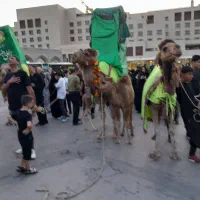 شتر هیت