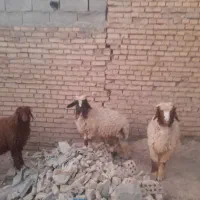 بره