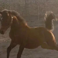 اسب عرب مصری دوسرخارجی