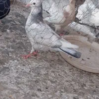 کبوتر یادگاری