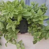 گل یخ|گل و گیاه طبیعی|نیشابور, جمهوری|دیوار