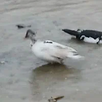 اردک نر اسرائیلی