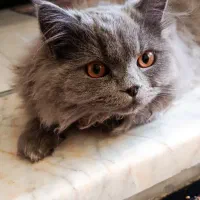 گربه نر جهت جفتگیری