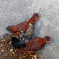 مرغ|حیوانات مزرعه|مشهد, محمدآباد|دیوار