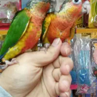 جوجه طوطی