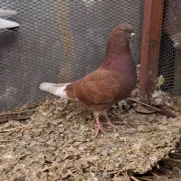 سرخ مفلق درجه یک  پرشی ب شرط پرش
