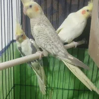 هلندی دوکت