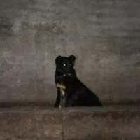 لاس قدرجونی