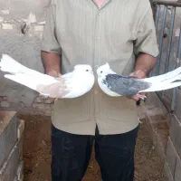 کاکل بلند