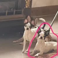 واگذاری سگ شیبابا