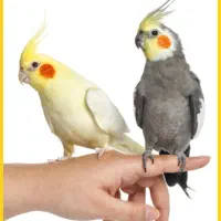 جوجه عروس هلندی سخنگو شرطی