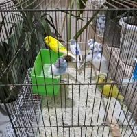 مرغ عشق