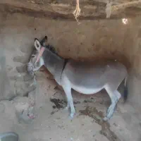 فروش الاغ