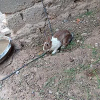 فروش خرگوش