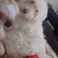 سگ پاکوتاه پشمالو