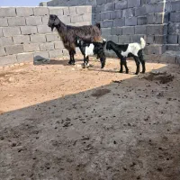 بز  دو قلو.  بز چاتمه