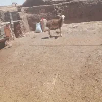 بره زرد  قوچی اصیل