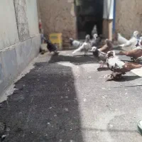 فروش گنجه کبوتر