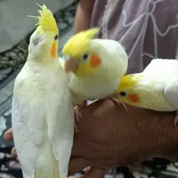 عروس هلندی جفت همراه با۴جوجه گوشتی دستگاه جوجه کشی