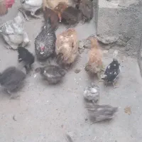 فروش تعدادی مرغ وجوجه کردی
