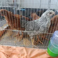 جوجه