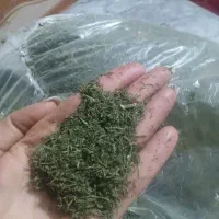 ۲ کیلو شوید تازه