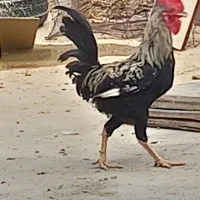 دوعدد خروس جون