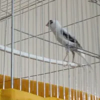 قناری نر بخون