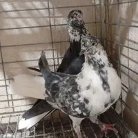 کفتر