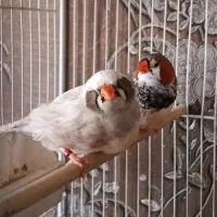فنچ کینگ اورج اروپایی+بنگالی