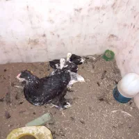 مرغ خروس گلین چهل تاج