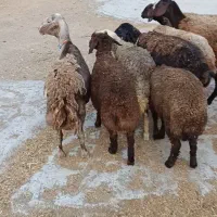 شیشک زاییده میش جوان داشتی