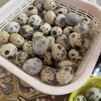 تخم بلدرچین نطفه داربفروش میرسد