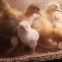 جوجه مرغ برهما اصیل