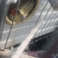 گمشده کرناچی